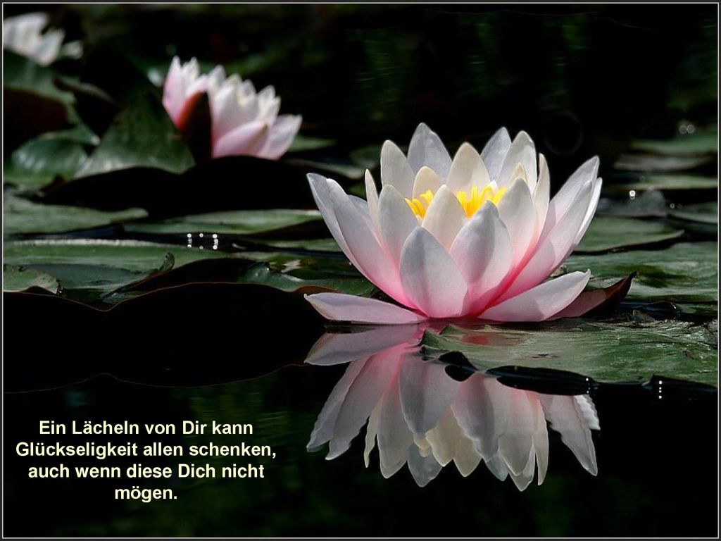 Ein Lächeln von Dir kann Glückseligkeit allen schenken, auch wenn diese Dich nicht mögen.