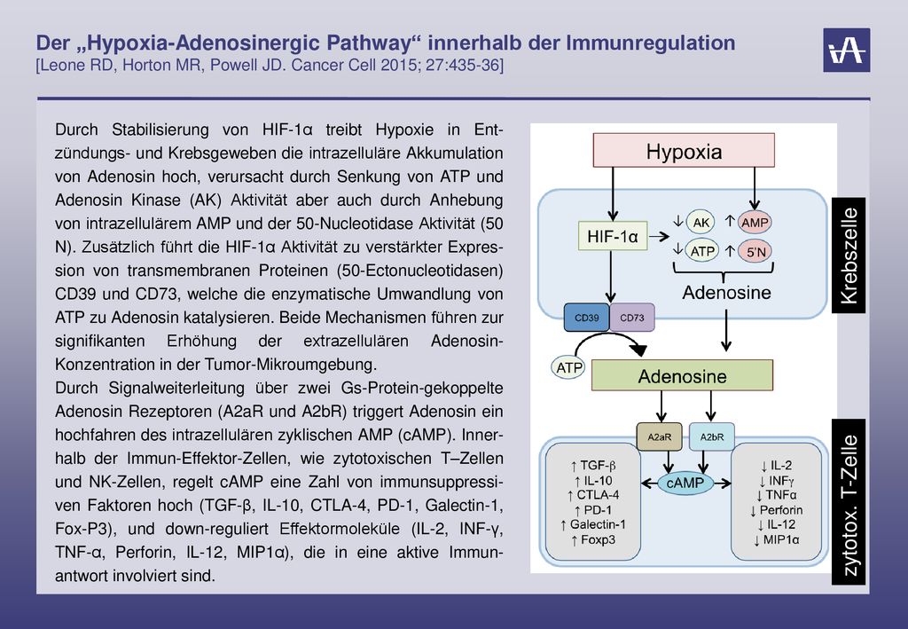 Der „Hypoxia-Adenosinergic Pathway innerhalb der Immunregulation [Leone RD, Horton MR, Powell JD. Cancer Cell 2015; 27:435-36]