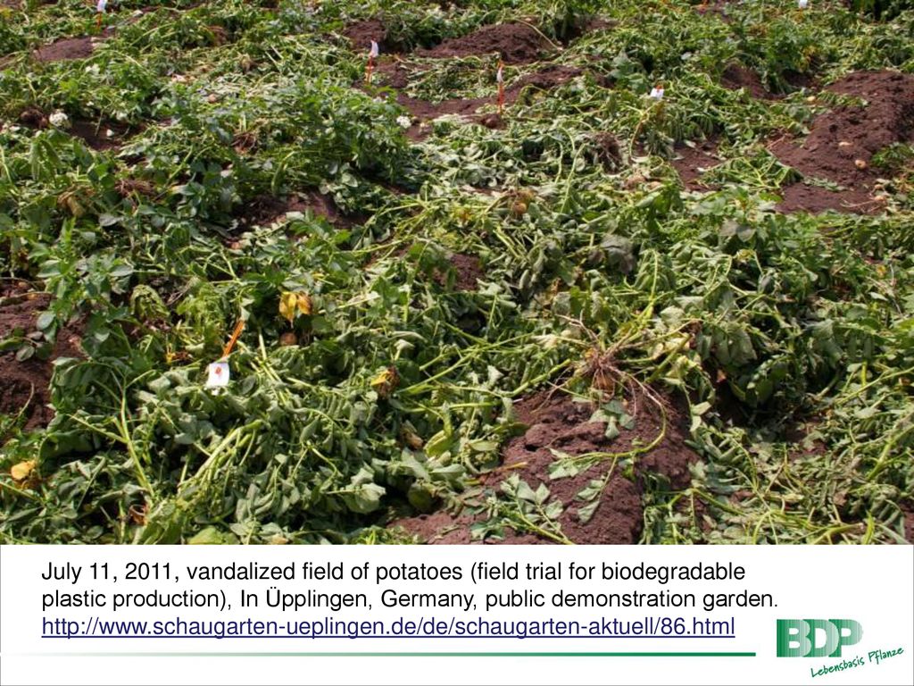 July 11, 2011, vandalized field of potatoes (field trial for biodegradable