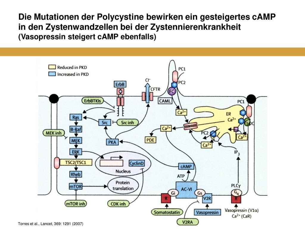 Die Mutationen der Polycystine bewirken ein gesteigertes cAMP in den Zystenwandzellen bei der Zystennierenkrankheit (Vasopressin steigert cAMP ebenfalls)