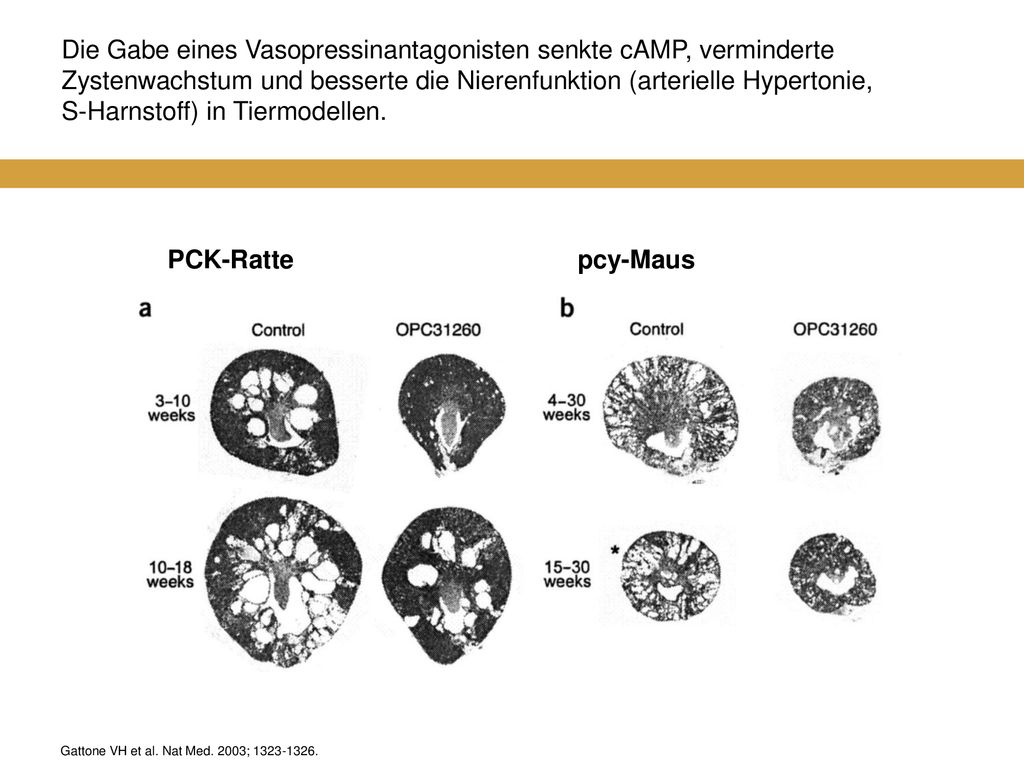 Die Gabe eines Vasopressinantagonisten senkte cAMP, verminderte Zystenwachstum und besserte die Nierenfunktion (arterielle Hypertonie, S-Harnstoff) in Tiermodellen.