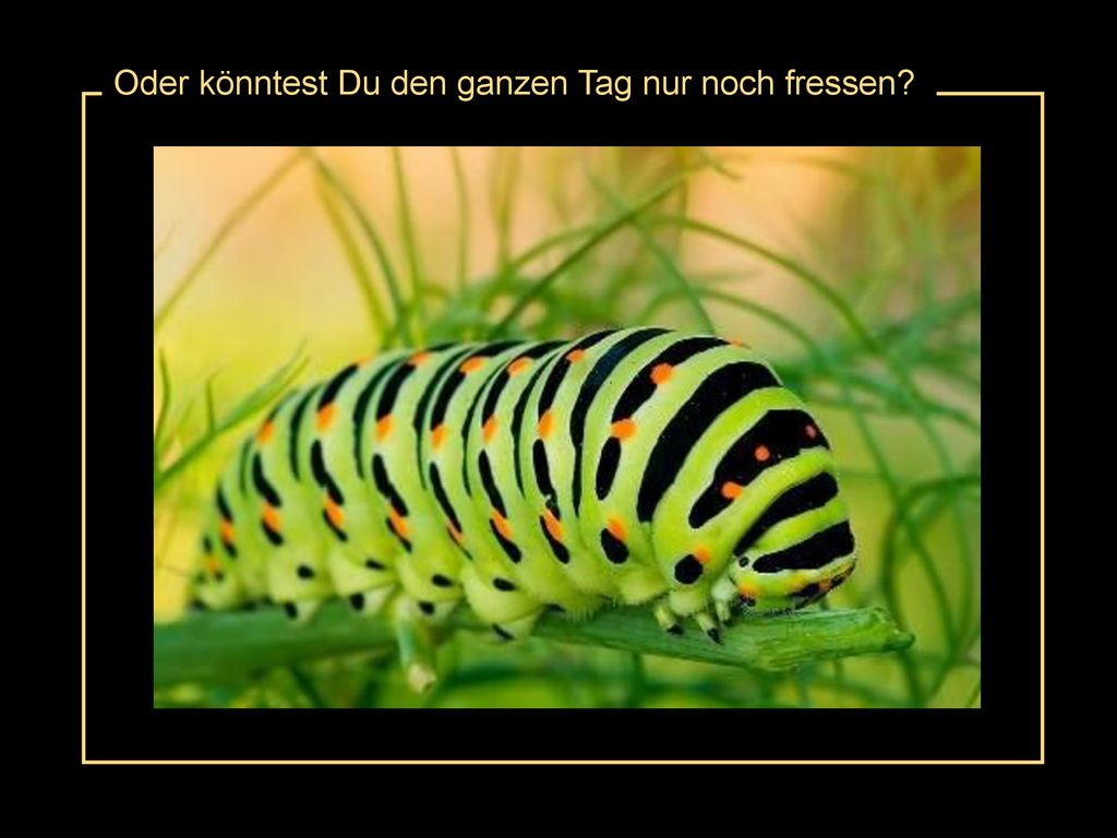 Oder könntest Du den ganzen Tag nur noch fressen