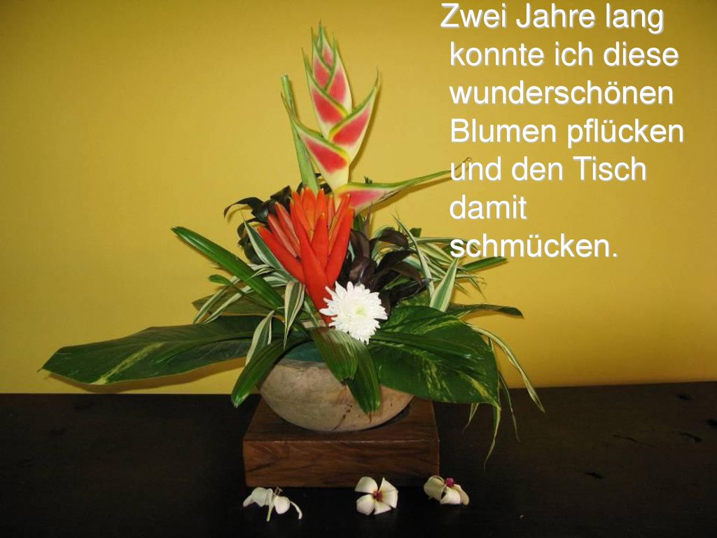 Zwei Jahre lang konnte ich diese wunderschönen Blumen pflücken und den Tisch damit schmücken.