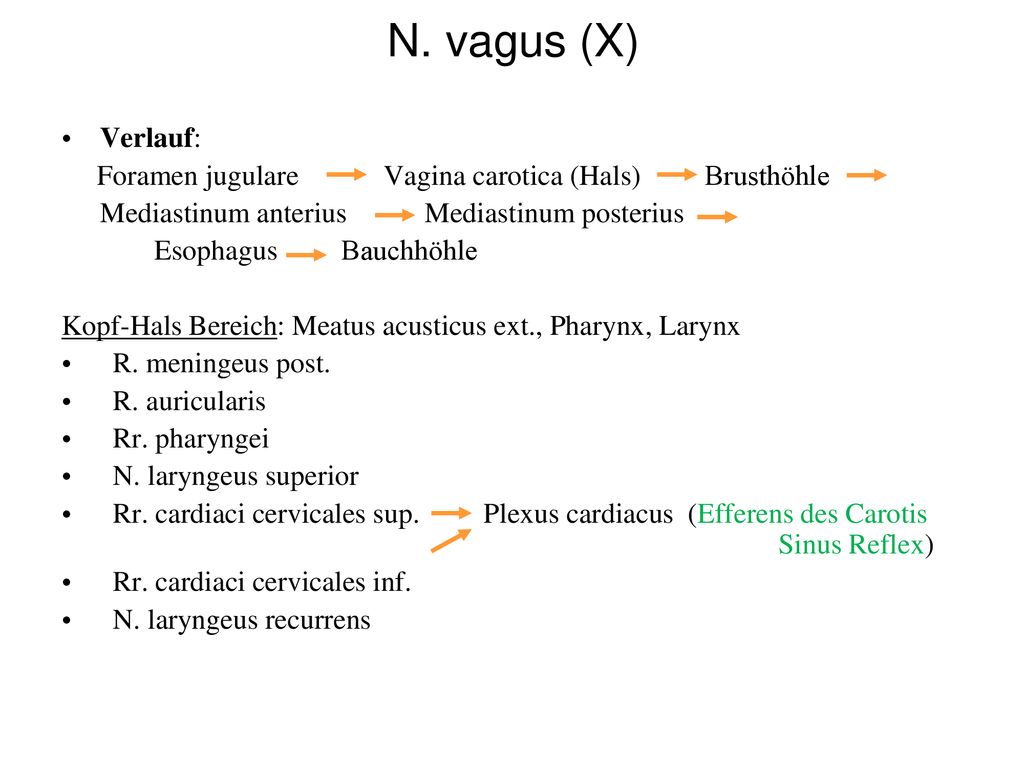 N. vagus (X) Verlauf: Foramen jugulare Vagina carotica (Hals) Brusthöhle. Mediastinum anterius Mediastinum posterius.
