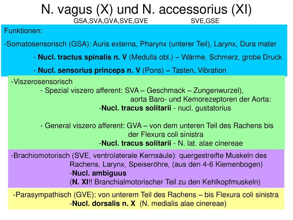 N. vagus (X) und N. accessorius (XI) GSA,SVA,GVA,SVE,GVE SVE,GSE