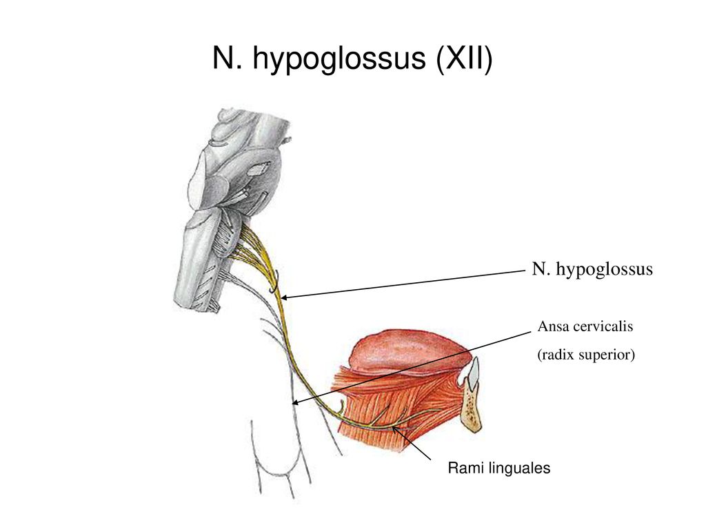 N. hypoglossus (XII) N. hypoglossus Ansa cervicalis (radix superior)