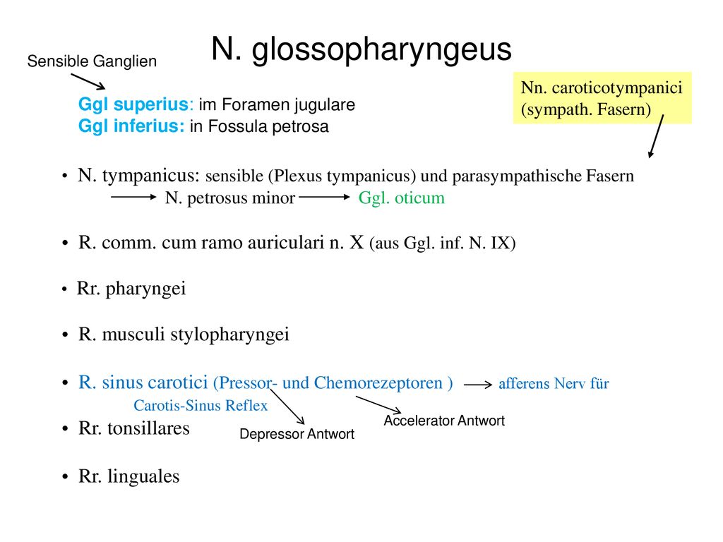 N. glossopharyngeus Sensible Ganglien. Nn. caroticotympanici. (sympath. Fasern) Ggl superius: im Foramen jugulare.