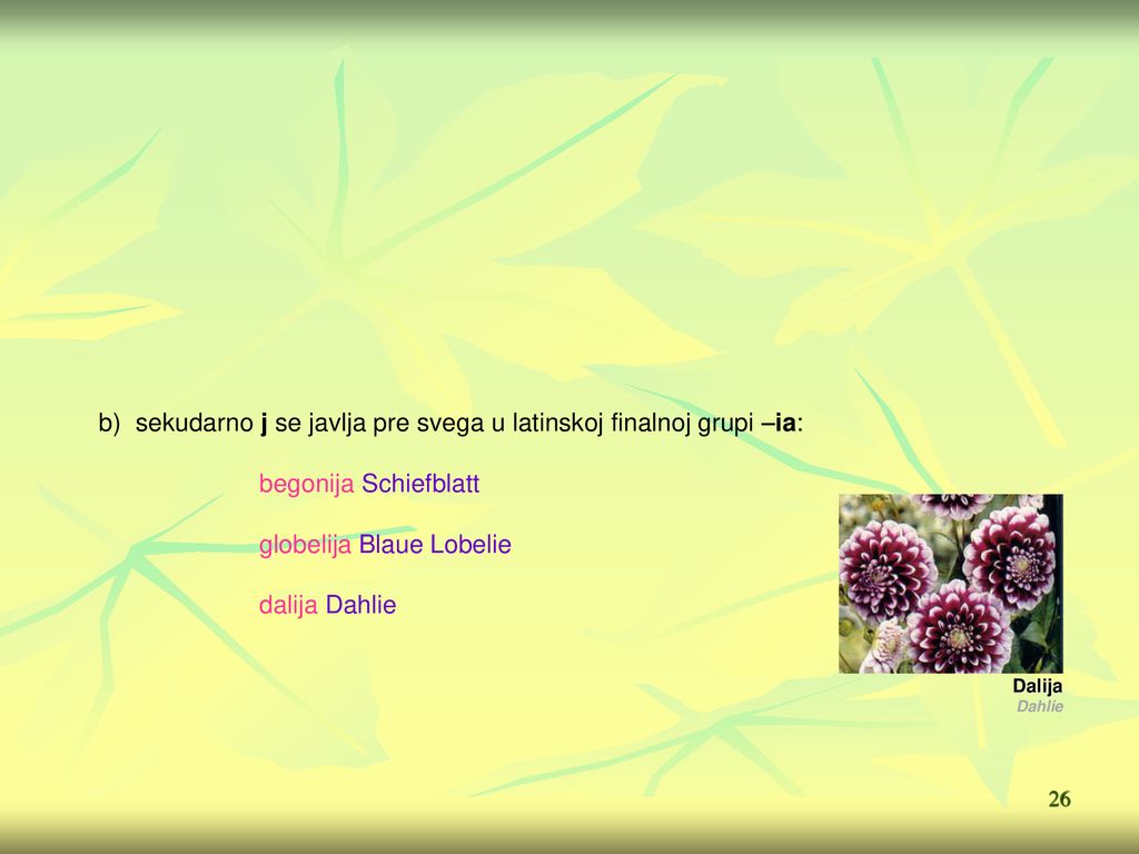 b) sekudarno j se javlja pre svega u latinskoj finalnoj grupi –ia: