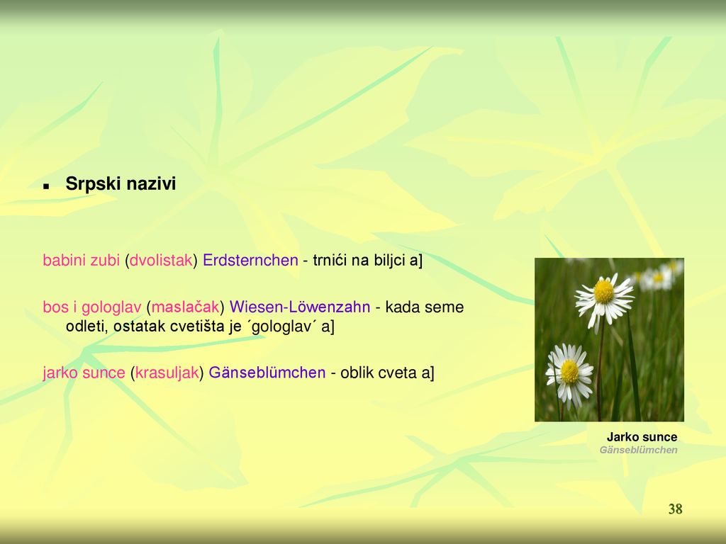 Srpski nazivi babini zubi (dvolistak) Erdsternchen - trnići na biljci a]