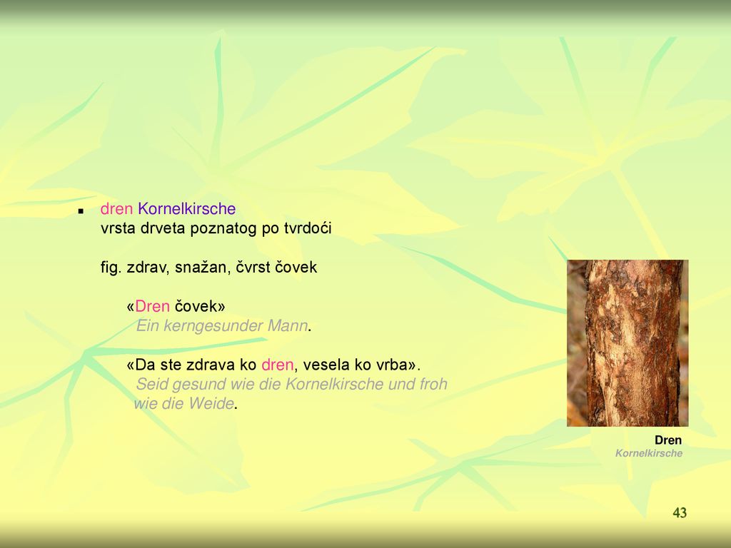 vrsta drveta poznatog po tvrdoći fig. zdrav, snažan, čvrst čovek