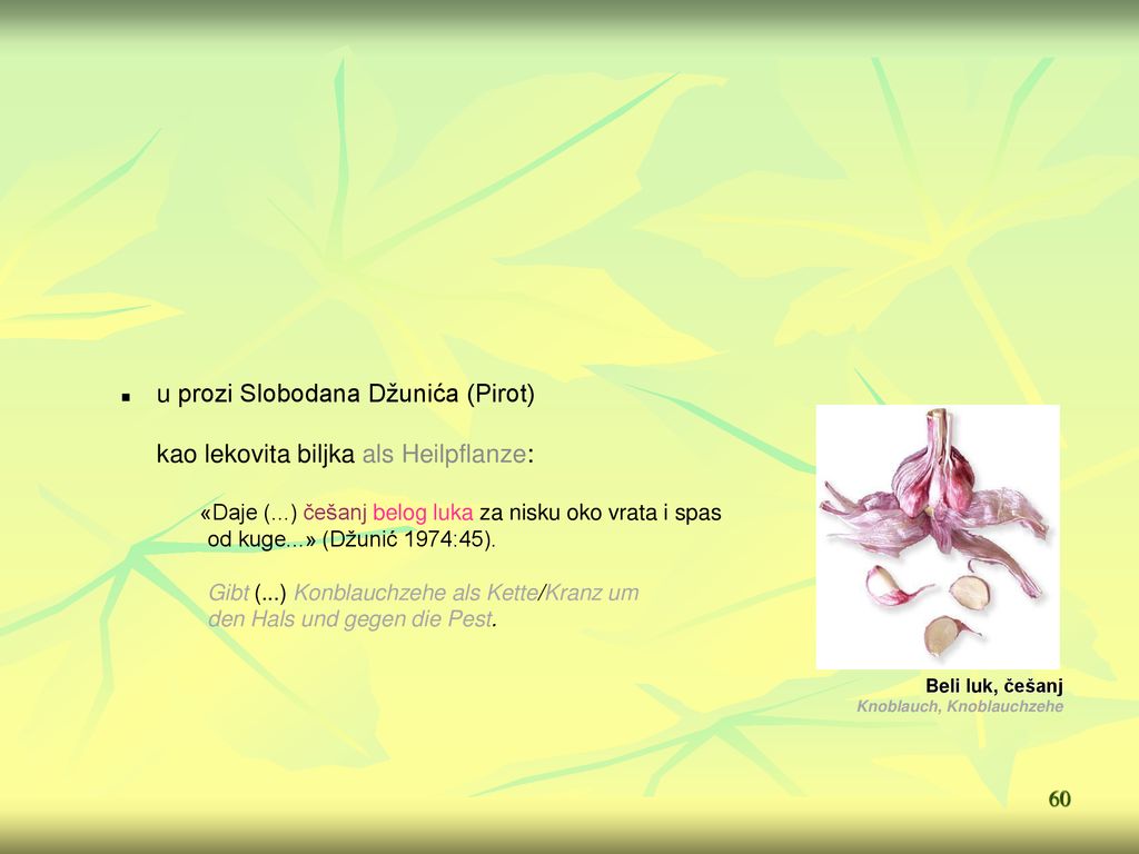 u prozi Slobodana Džunića (Pirot) kao lekovita biljka als Heilpflanze: