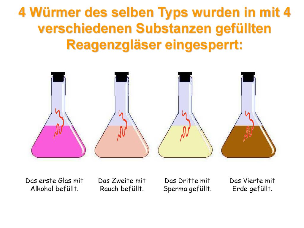 4 Würmer des selben Typs wurden in mit 4 verschiedenen Substanzen gefüllten Reagenzgläser eingesperrt:
