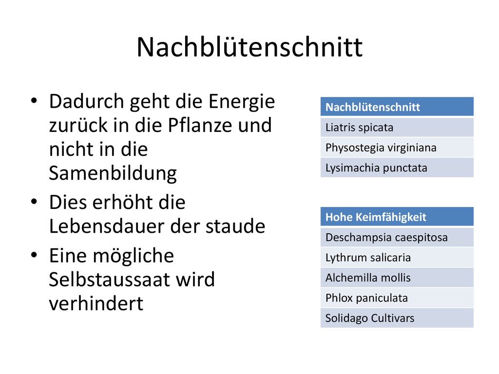 Nachblütenschnitt Dadurch geht die Energie zurück in die Pflanze und nicht in die Samenbildung. Dies erhöht die Lebensdauer der staude.