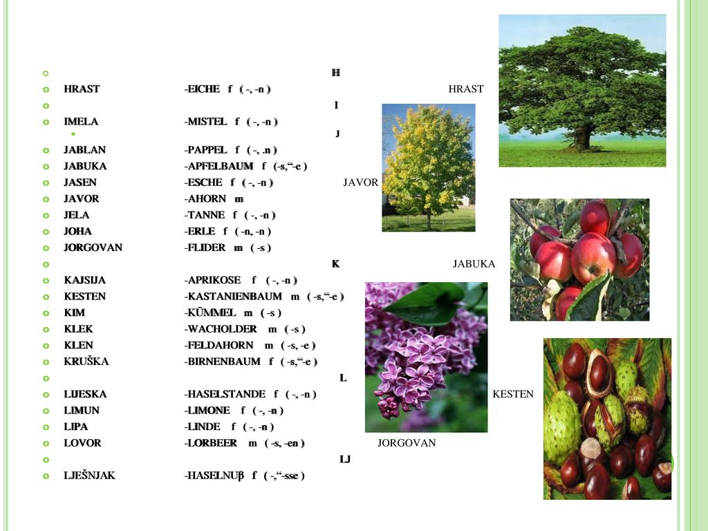 HRAST -EICHE f ( -, -n ) HRAST I IMELA -MISTEL f ( -, -n )