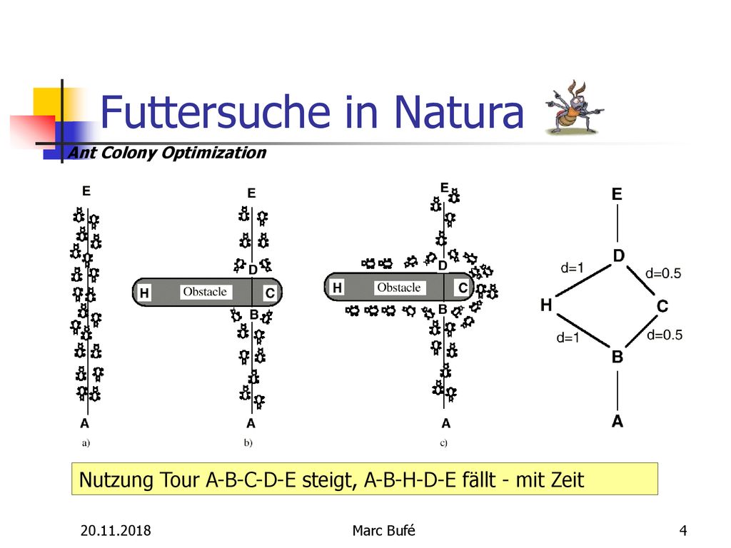 Futtersuche in Natura Experi Argent.Ants: kooperative Strategie kürz.Weg zu finden. 1. Ants entlang Pfad in bd. Richtg.n [A: Food E: Nest]