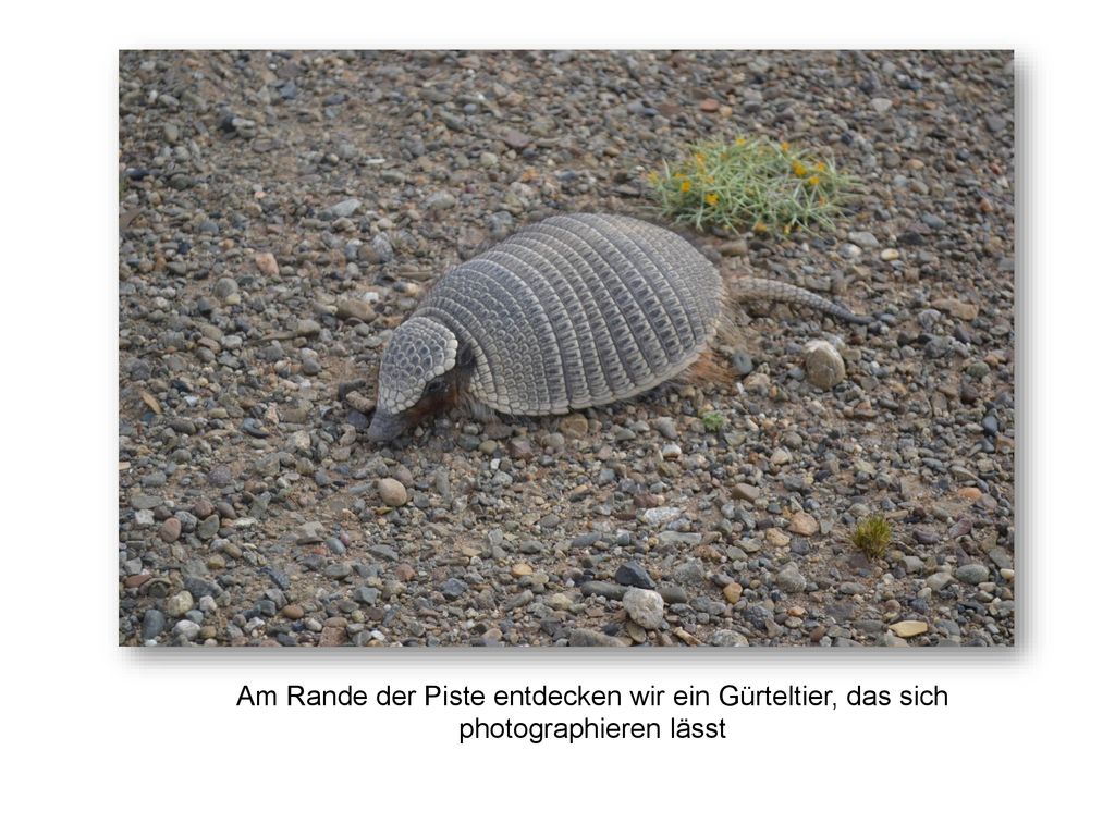 Am Rande der Piste entdecken wir ein Gürteltier, das sich photographieren lässt
