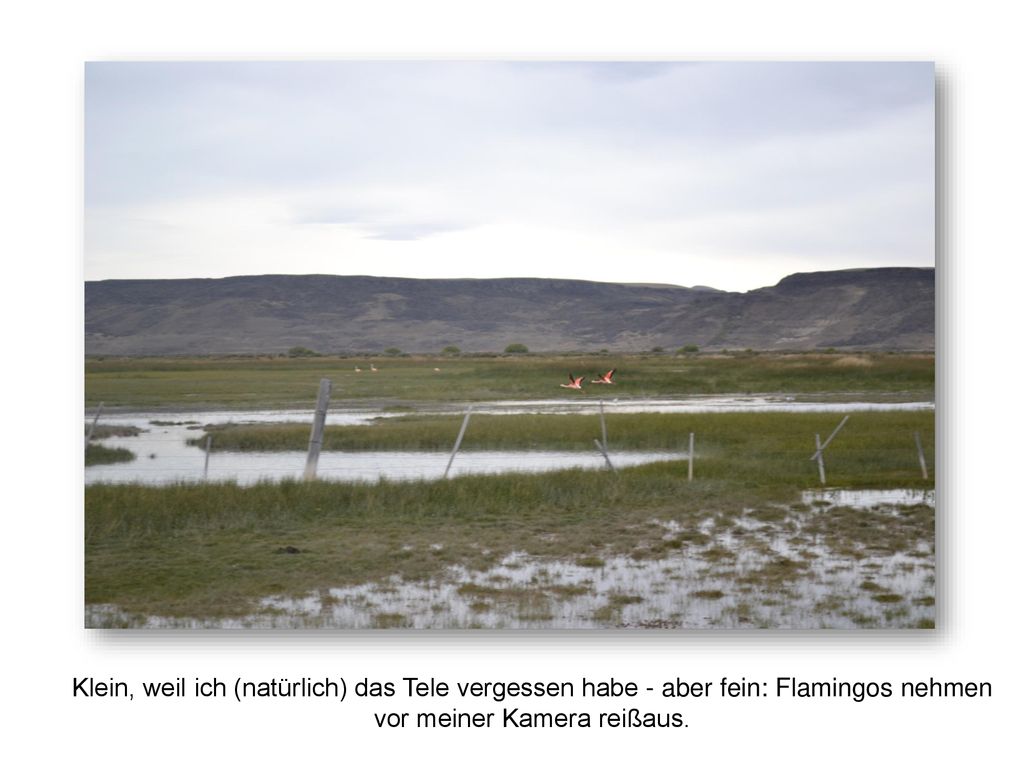 Klein, weil ich (natürlich) das Tele vergessen habe - aber fein: Flamingos nehmen vor meiner Kamera reißaus.