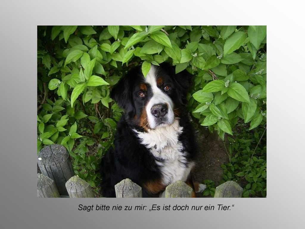 Sagt bitte nie zu mir: „Es ist doch nur ein Tier.