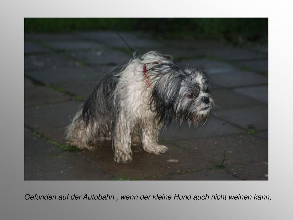 Gefunden auf der Autobahn , wenn der kleine Hund auch nicht weinen kann,
