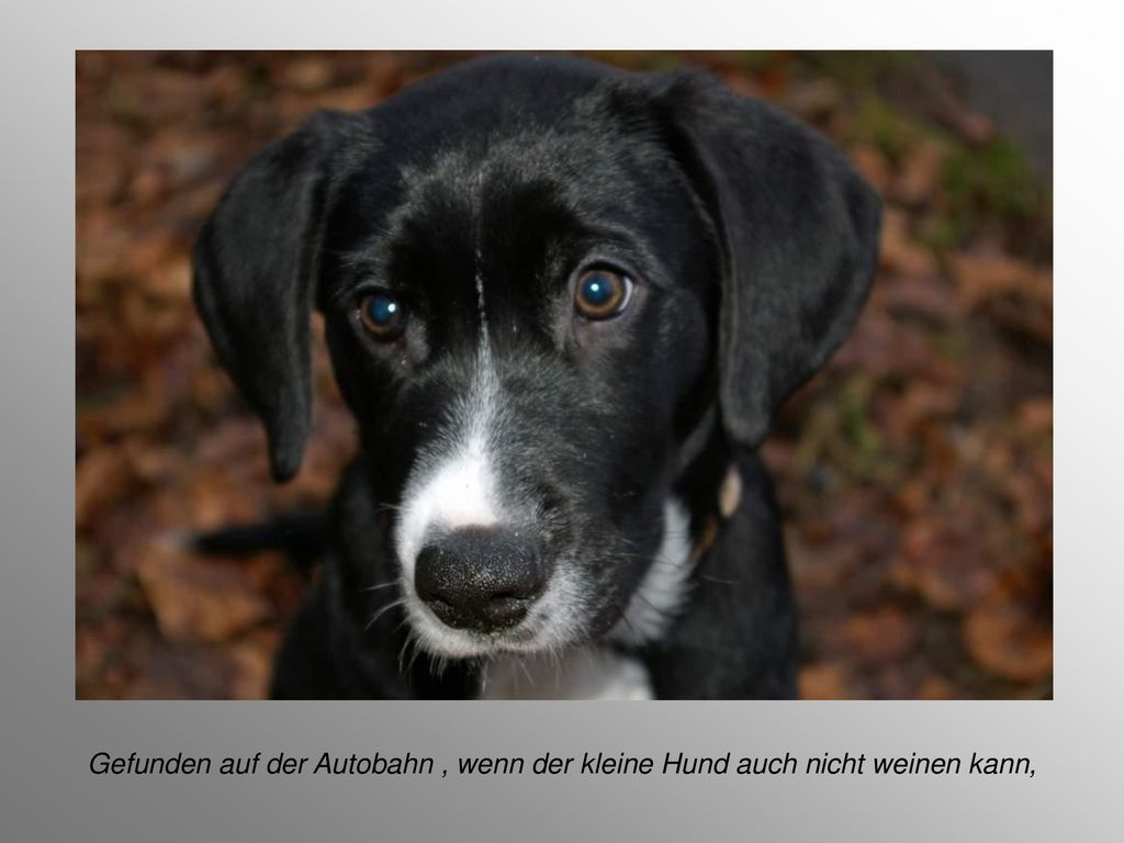 Gefunden auf der Autobahn , wenn der kleine Hund auch nicht weinen kann,