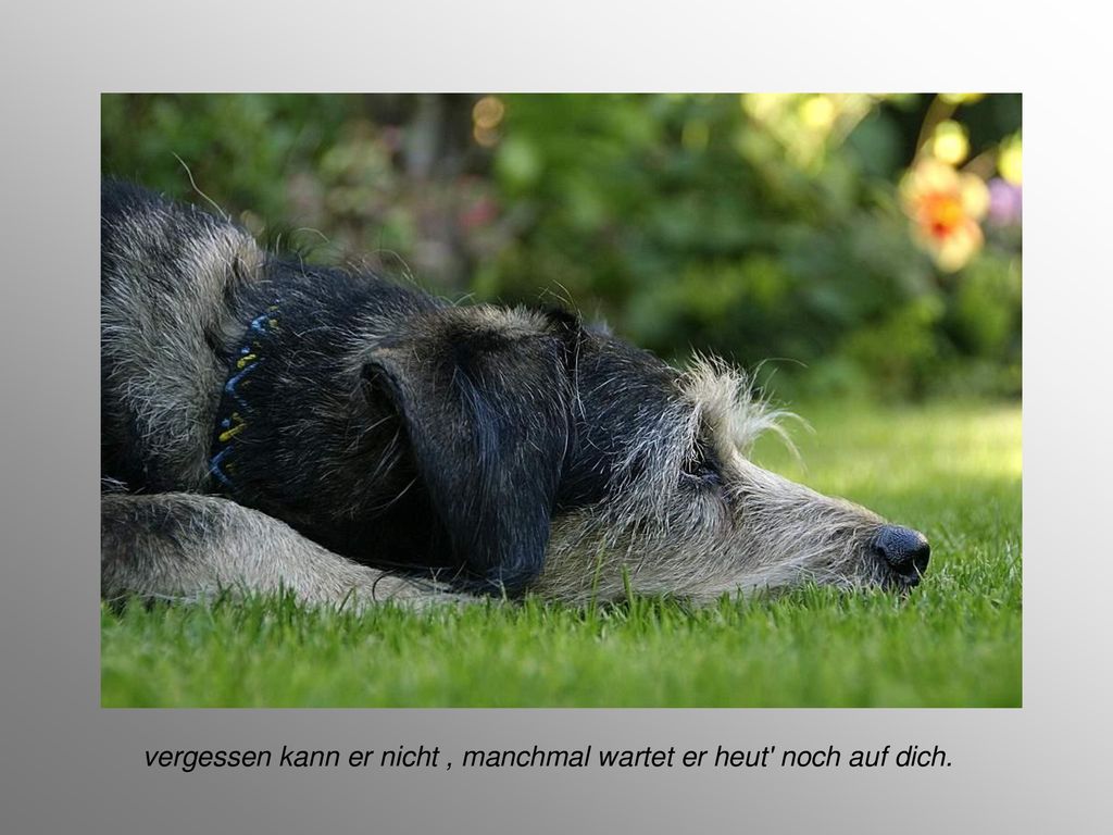 vergessen kann er nicht , manchmal wartet er heut noch auf dich.