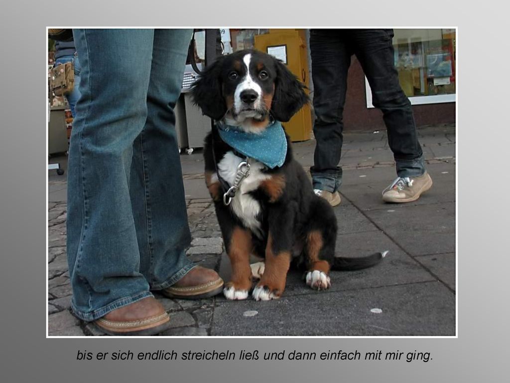 bis er sich endlich streicheln ließ und dann einfach mit mir ging.