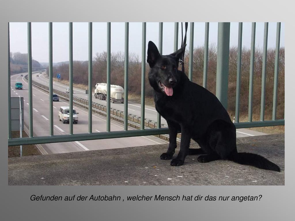 Gefunden auf der Autobahn , welcher Mensch hat dir das nur angetan