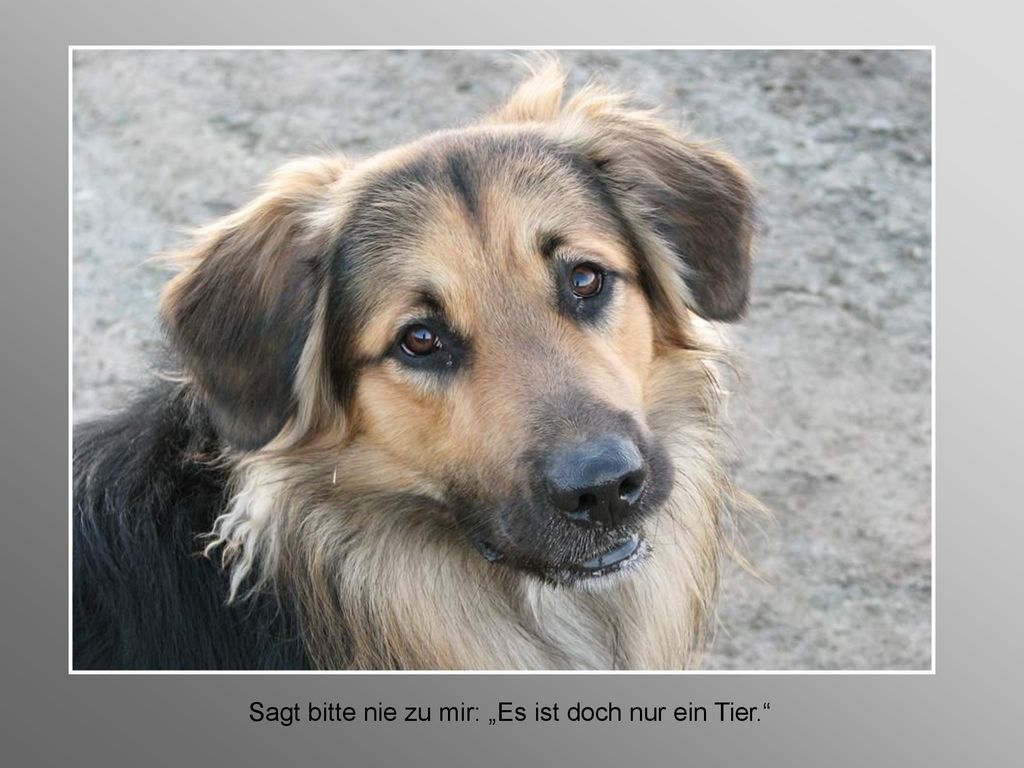 Sagt bitte nie zu mir: „Es ist doch nur ein Tier.