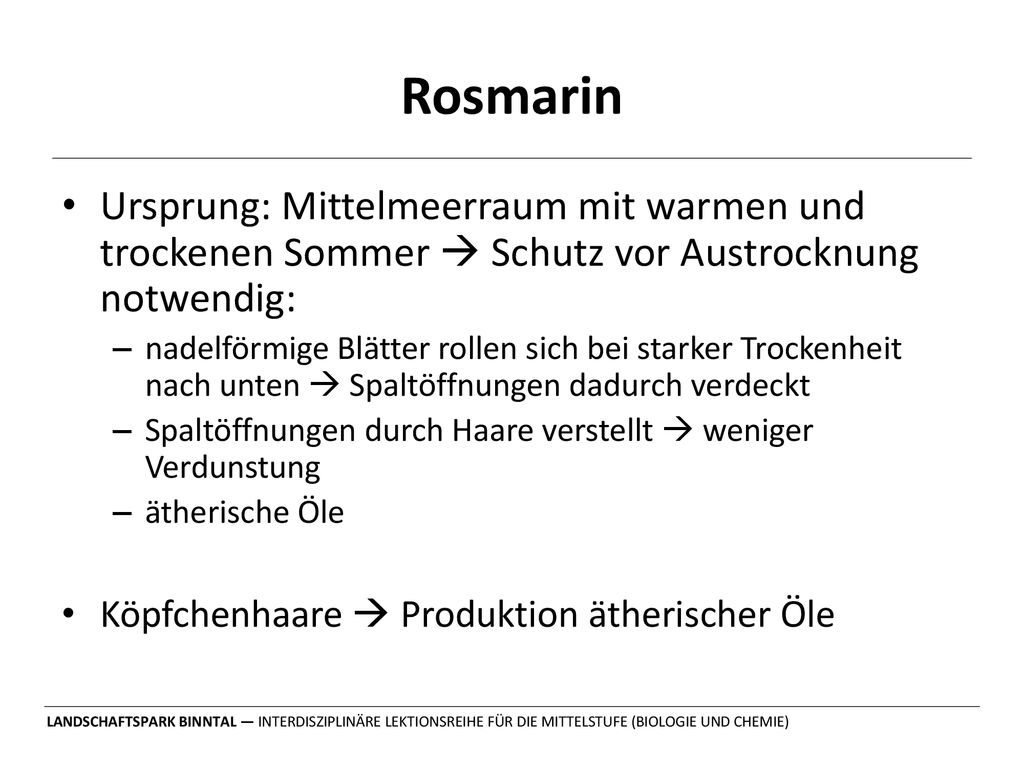 Rosmarin Ursprung: Mittelmeerraum mit warmen und trockenen Sommer  Schutz vor Austrocknung notwendig: