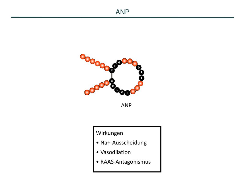 ANP ANP Wirkungen Na+-Ausscheidung Vasodilation RAAS-Antagonismus