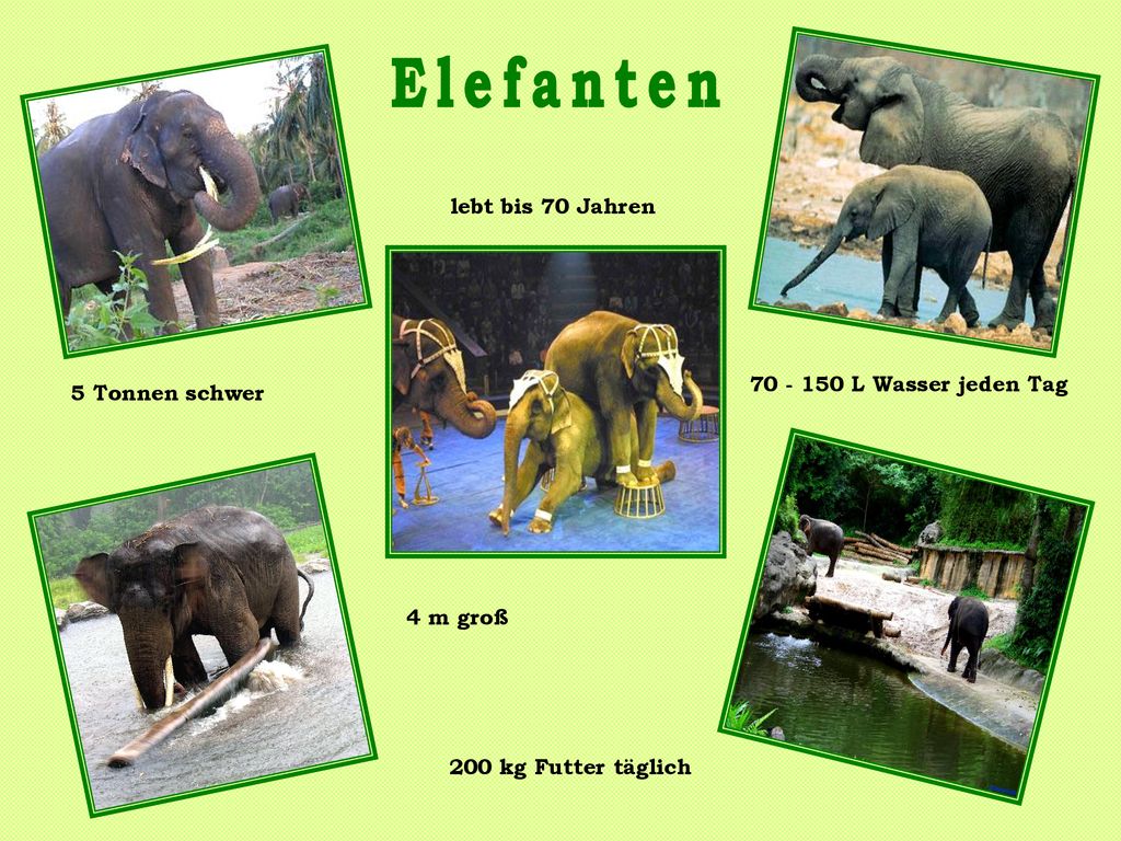 Elefanten lebt bis 70 Jahren L Wasser jeden Tag