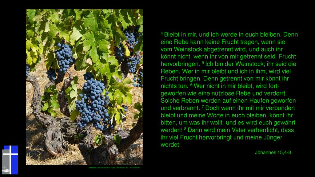4 Bleibt in mir, und ich werde in euch bleiben
