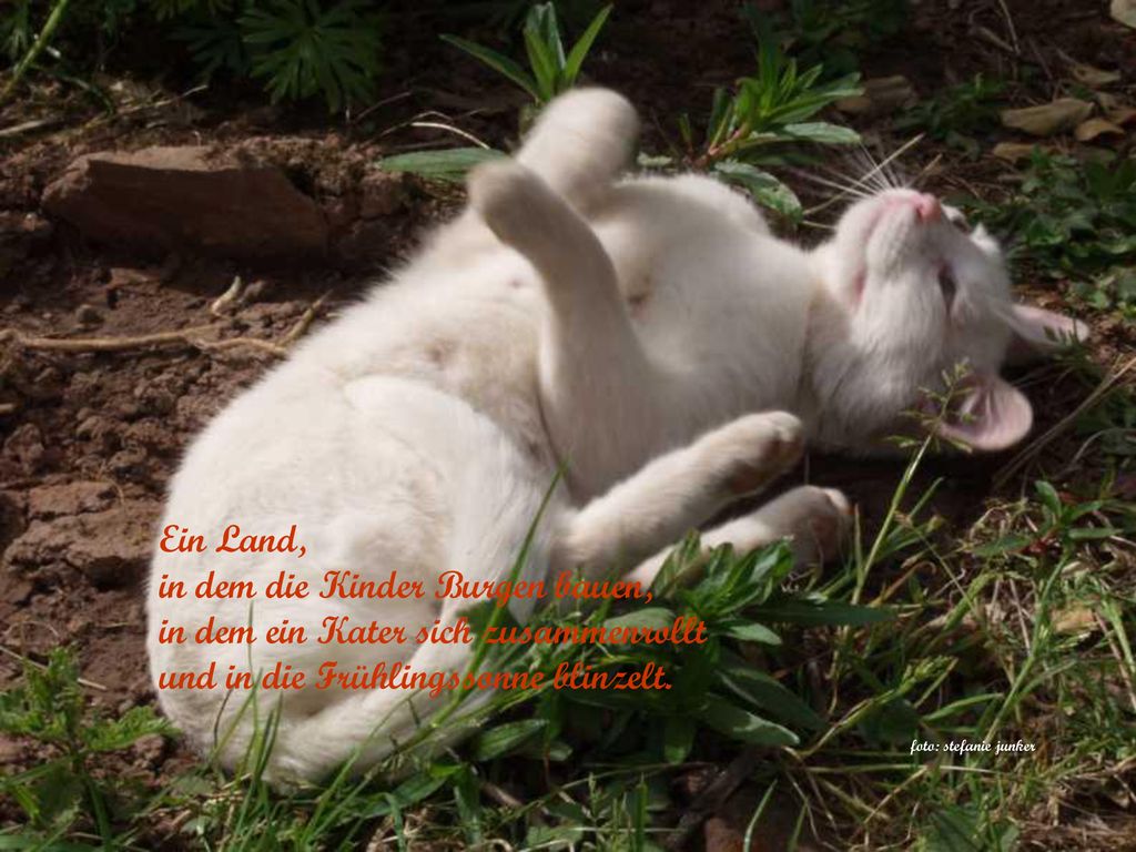 in dem die Kinder Burgen bauen, in dem ein Kater sich zusammenrollt