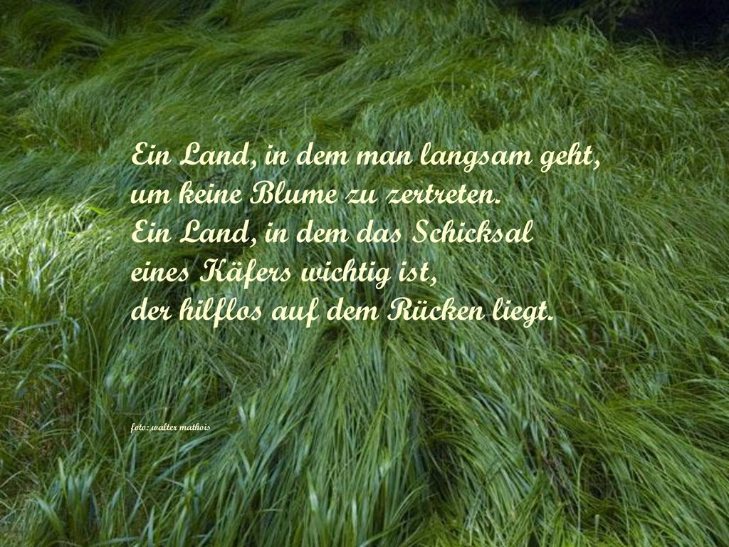 Ein Land, in dem man langsam geht, um keine Blume zu zertreten.
