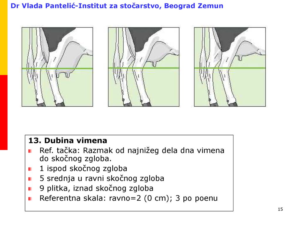 13. Dubina vimena Ref. tačka: Razmak od najnižeg dela dna vimena do skočnog zgloba. 1 ispod skočnog zgloba.
