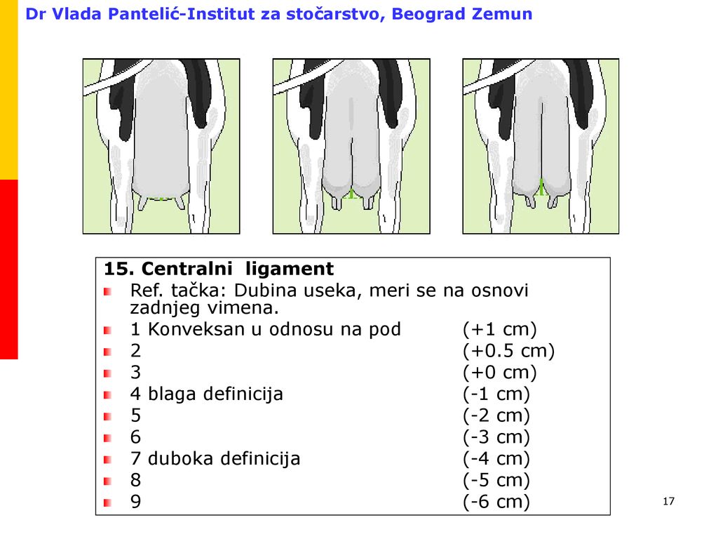 15. Centralni ligament Ref. tačka: Dubina useka, meri se na osnovi zadnjeg vimena. 1 Konveksan u odnosu na pod (+1 cm)