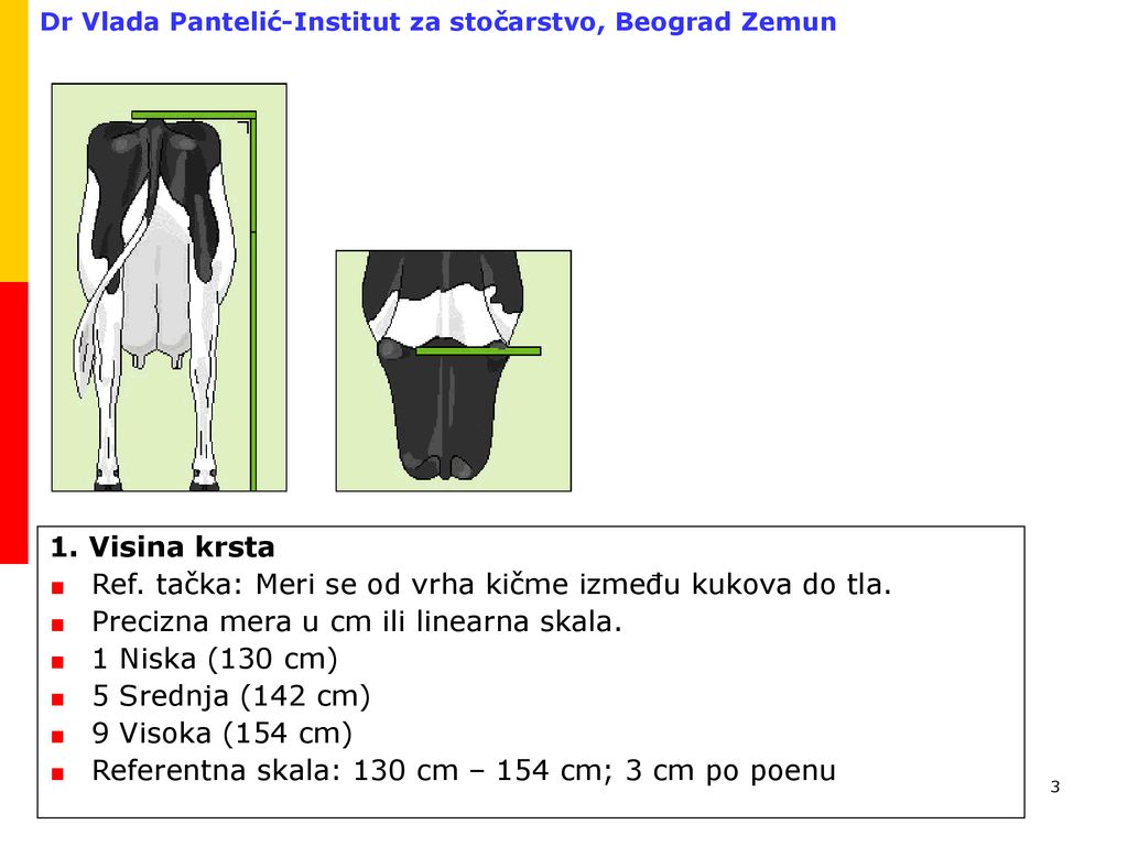 1. Visina krsta Ref. tačka: Meri se od vrha kičme između kukova do tla. Precizna mera u cm ili linearna skala.