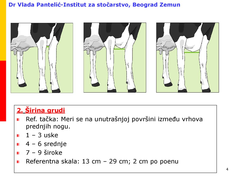 2. Širina grudi Ref. tačka: Meri se na unutrašnjoj površini između vrhova prednjih nogu. 1 – 3 uske.