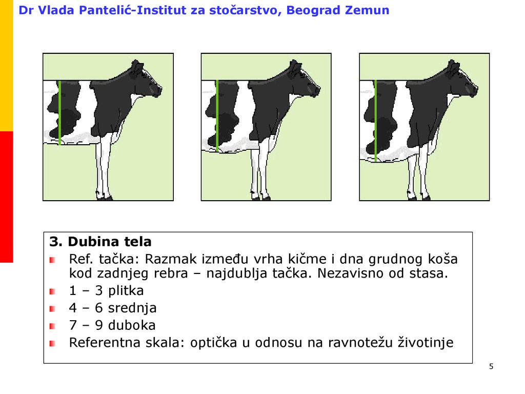 3. Dubina tela Ref. tačka: Razmak između vrha kičme i dna grudnog koša kod zadnjeg rebra – najdublja tačka. Nezavisno od stasa.