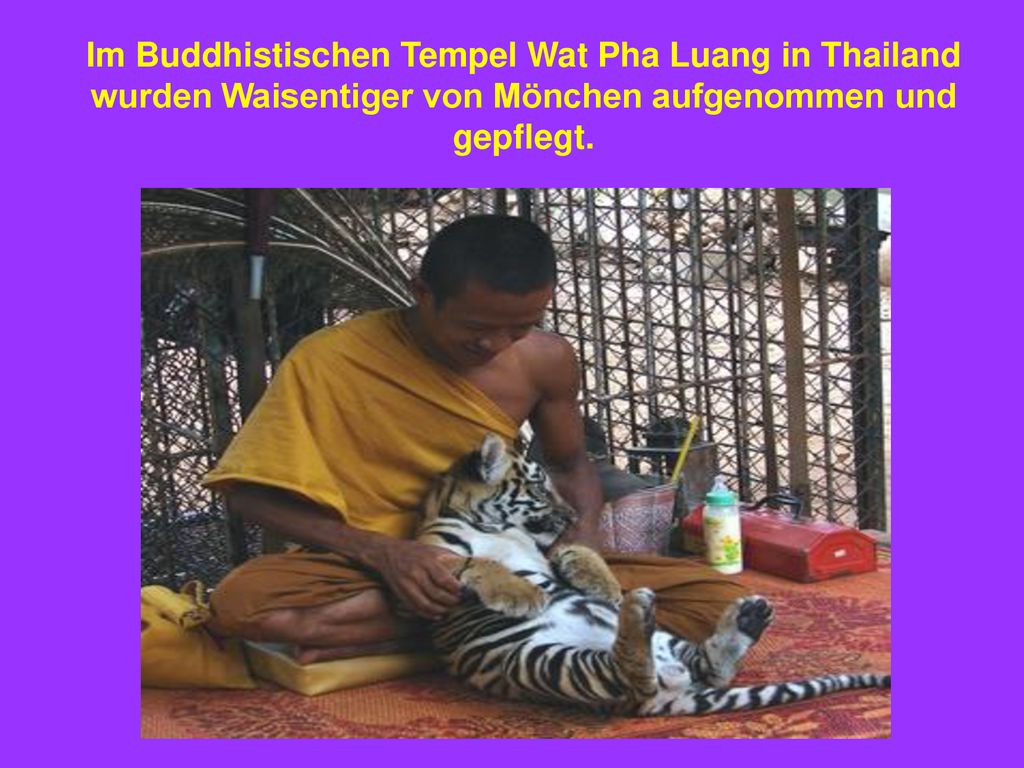 Im Buddhistischen Tempel Wat Pha Luang in Thailand wurden Waisentiger von Mönchen aufgenommen und gepflegt.