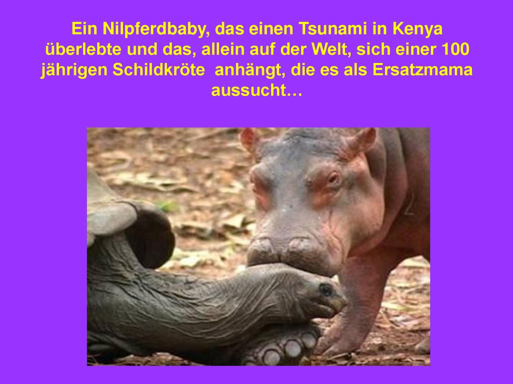 Ein Nilpferdbaby, das einen Tsunami in Kenya überlebte und das, allein auf der Welt, sich einer 100 jährigen Schildkröte anhängt, die es als Ersatzmama aussucht…