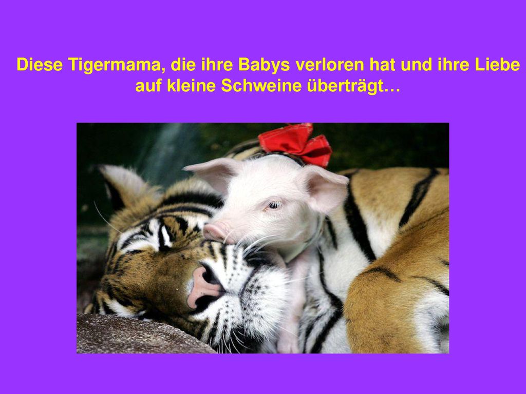 Diese Tigermama, die ihre Babys verloren hat und ihre Liebe auf kleine Schweine überträgt…