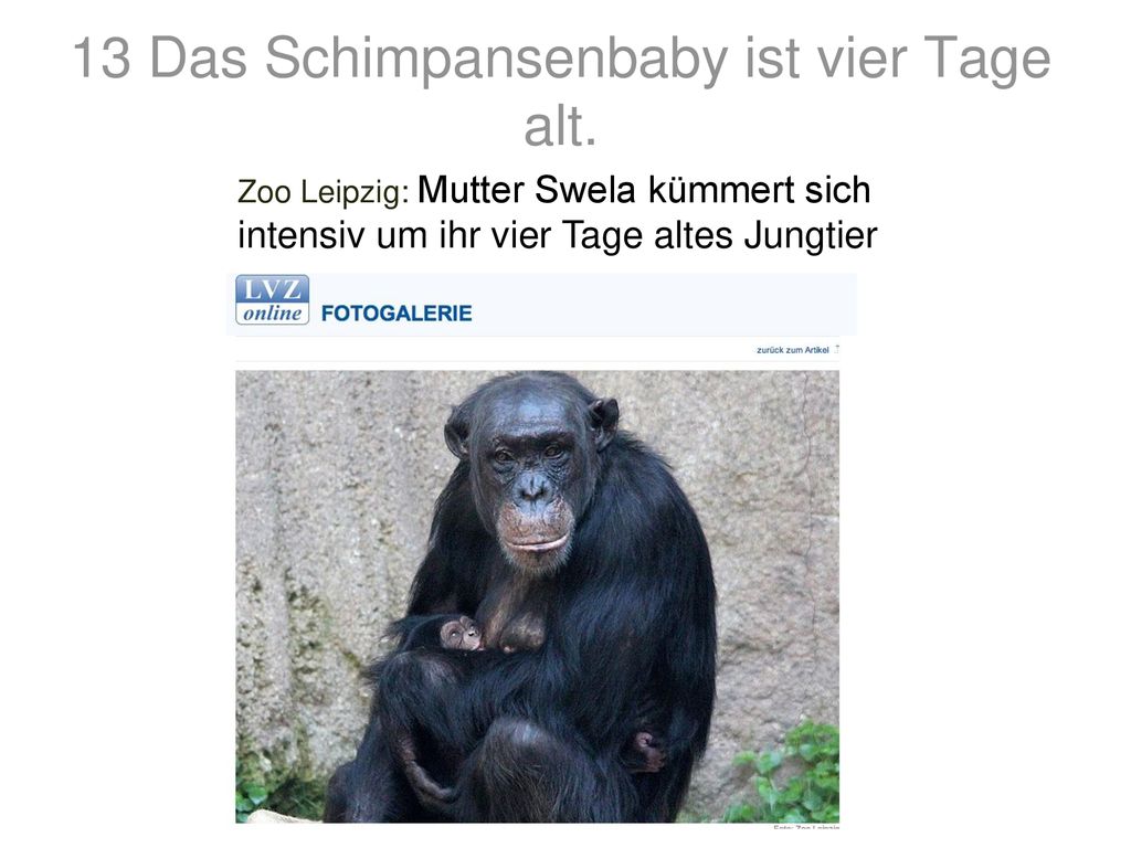 13 Das Schimpansenbaby ist vier Tage alt.