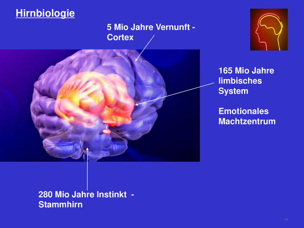 Hirnbiologie 5 Mio Jahre Vernunft - Cortex