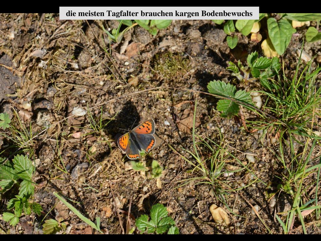 die meisten Tagfalter brauchen kargen Bodenbewuchs
