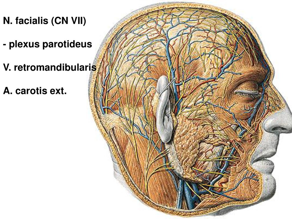N. facialis (CN VII) - plexus parotideus V. retromandibularis A. carotis ext.