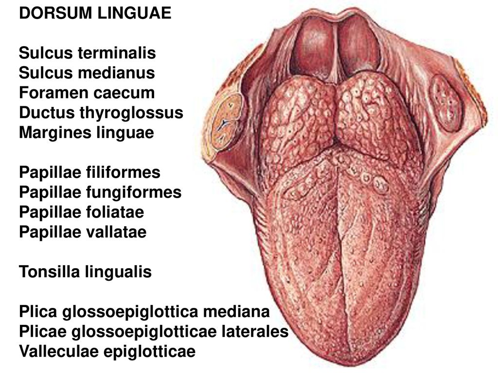 DORSUM LINGUAE Sulcus terminalis. Sulcus medianus. Foramen caecum. Ductus thyroglossus. Margines linguae.