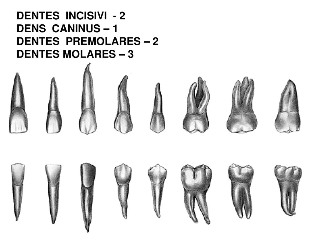 DENTES INCISIVI - 2 DENS CANINUS – 1 DENTES PREMOLARES – 2 DENTES MOLARES – 3