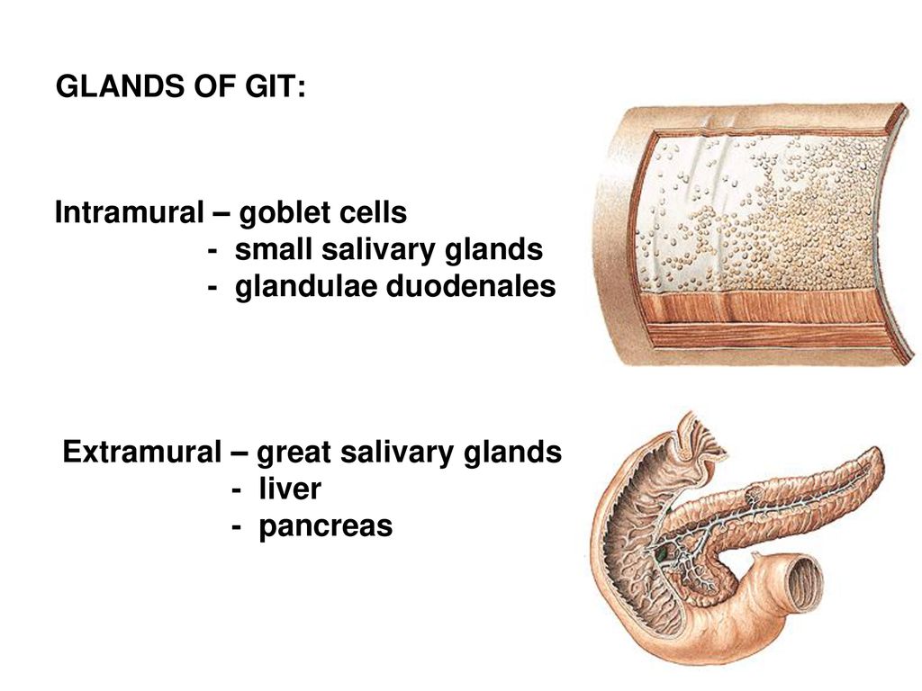 GLANDS OF GIT: Intramural – goblet cells. - small salivary glands. - glandulae duodenales. Extramural – great salivary glands.