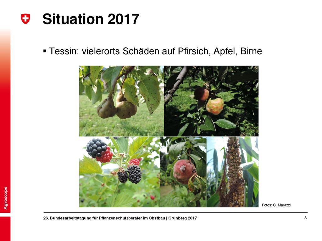 Situation 2017 Tessin: vielerorts Schäden auf Pfirsich, Apfel, Birne